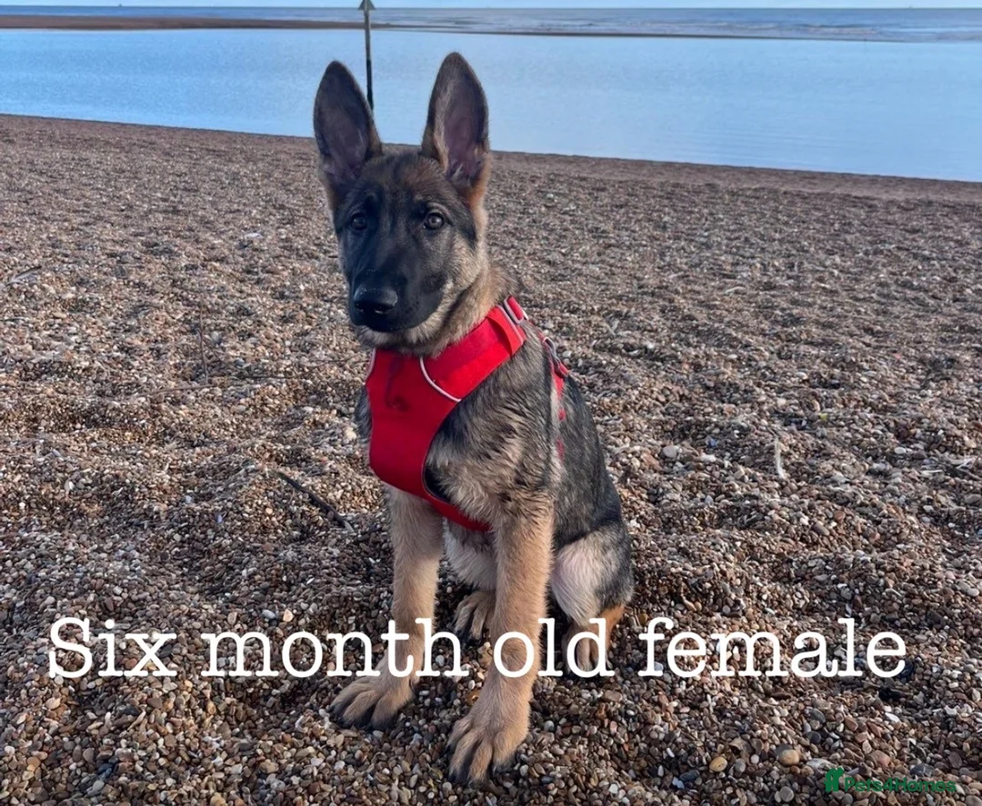 German Shepherd dogs for sale: Six month old German Shepherd female  - Advert 1