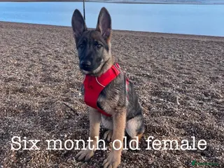 German Shepherd dogs for sale: Six month old German Shepherd female - Advert 1