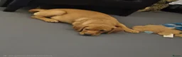 Labrador Retriever dogs for sale: Labrador puppies - Advert 1
