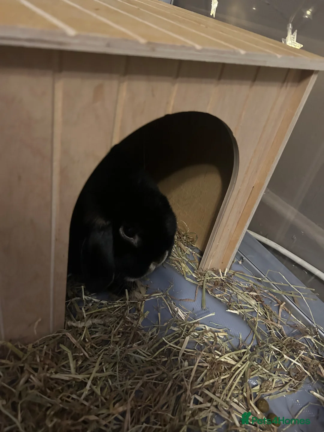 Mixed Breed rabbits for sale: Adorable pair of friendly Lop rabbits 🐰 - Advert 5