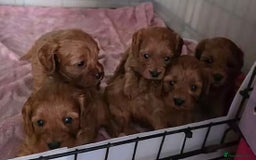 Cavapoo dogs for sale: Cavapoo puppies - Image 1