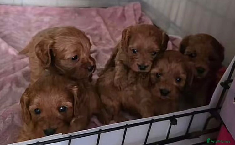 Cavapoo dogs - Advert 1