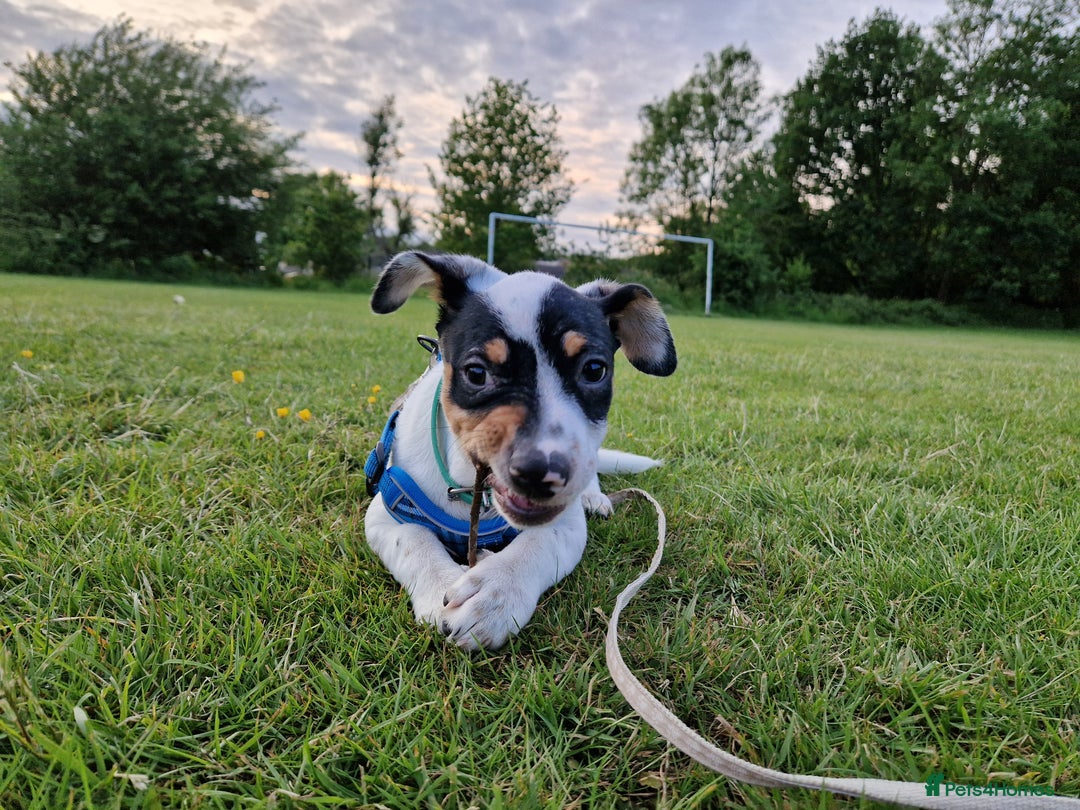 Mixed Breed dogs for sale: Jack russell cross - Image 4