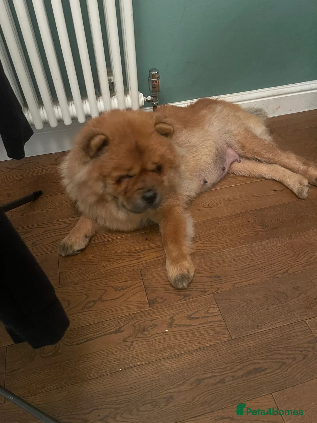 Chow Chow dogs for sale:  Chow chow  - Advert 13