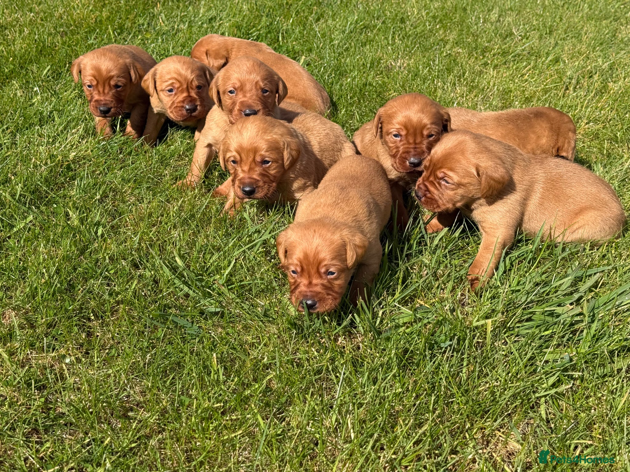 Labrador Retriever dogs Beautiful Fox Red Labrador Pups - Advert 2