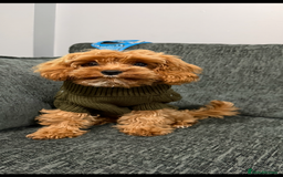 Cavapoo dogs for sale: Male cavapoo for sale  - Advert 3