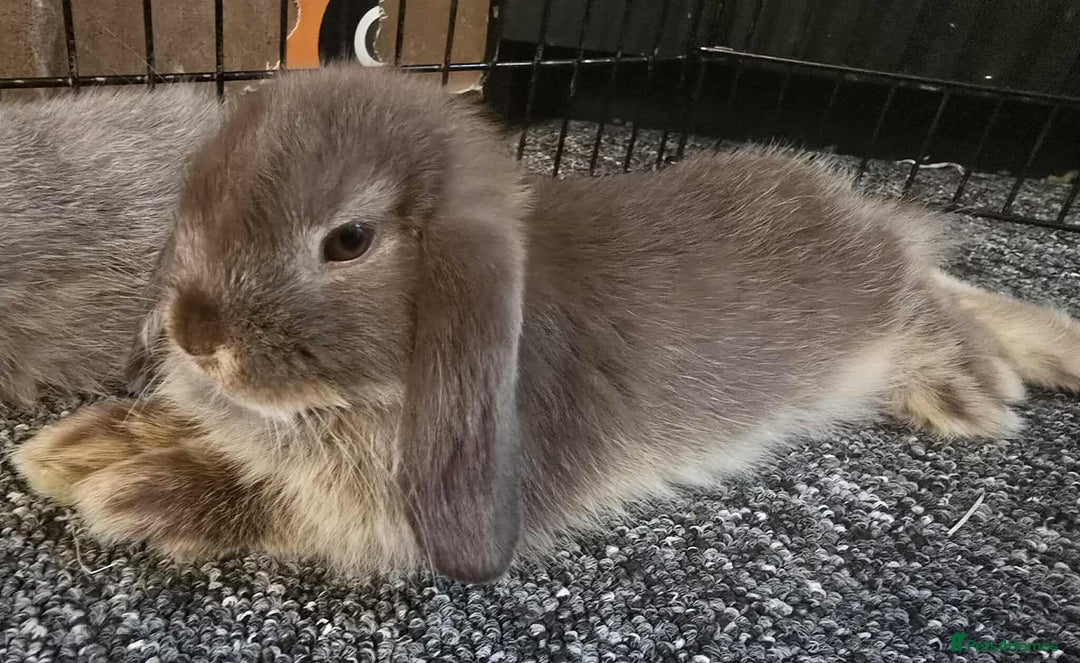 Mini Lop rabbits for sale: Pure bred mini lops ready to go - Image 9