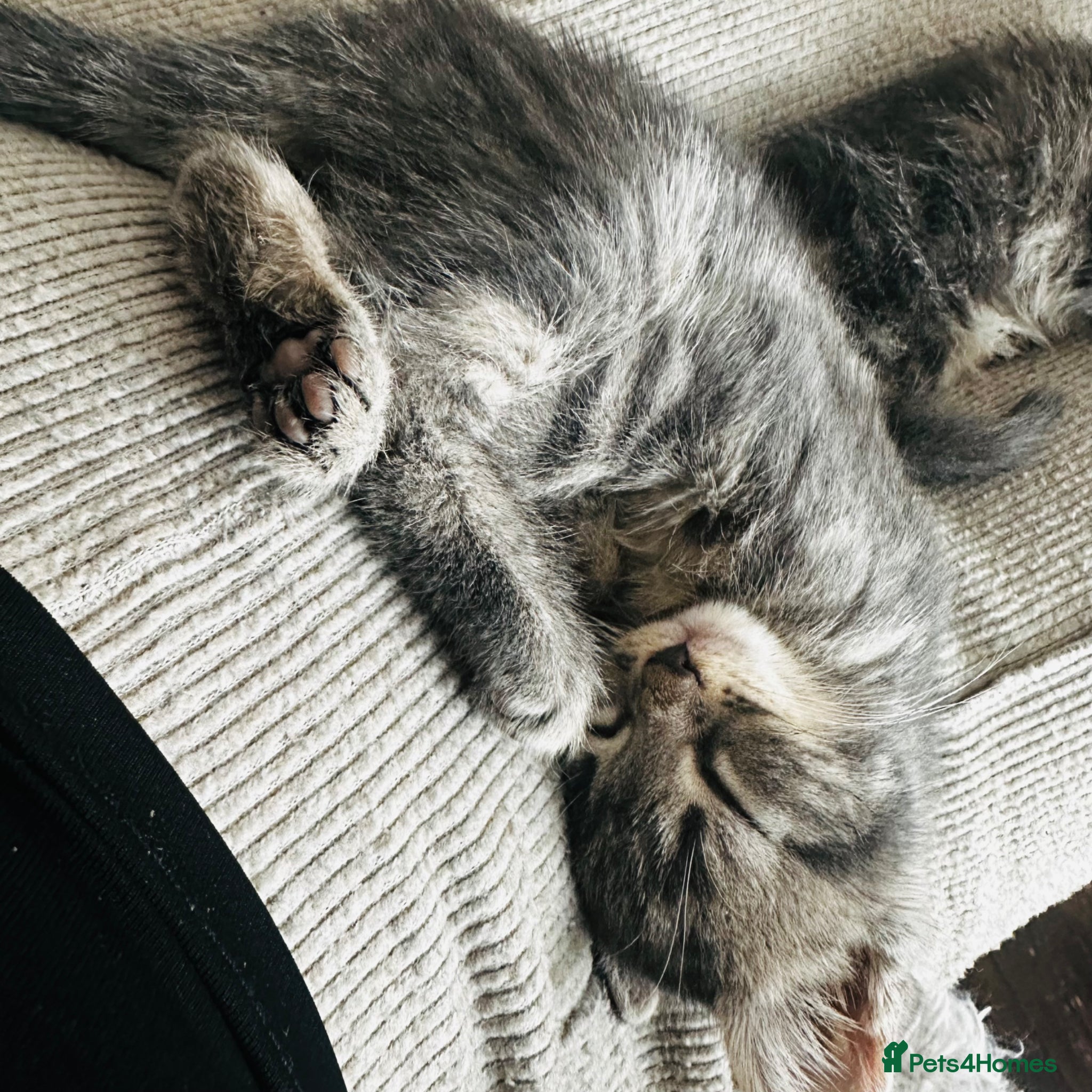 Mixed Breed cats for sale: Lovely kittens  in Hounslow - Advert 1