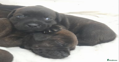 Staffordshire Bull Terrier dogs - Advert 15