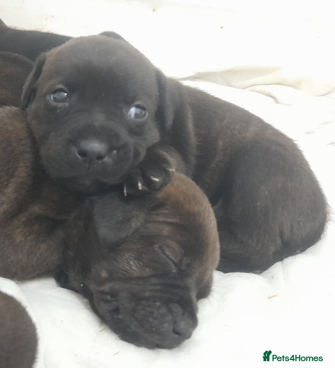 Staffordshire Bull Terrier dogs for sale: Blue Staffordshire Bull Terrier - Image 3