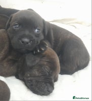 Staffordshire Bull Terrier dogs - Advert 3