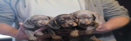 Miniature Dachshund dogs for sale: Adorable KC Registered Miniature Dachshund Puppies - Advert 8