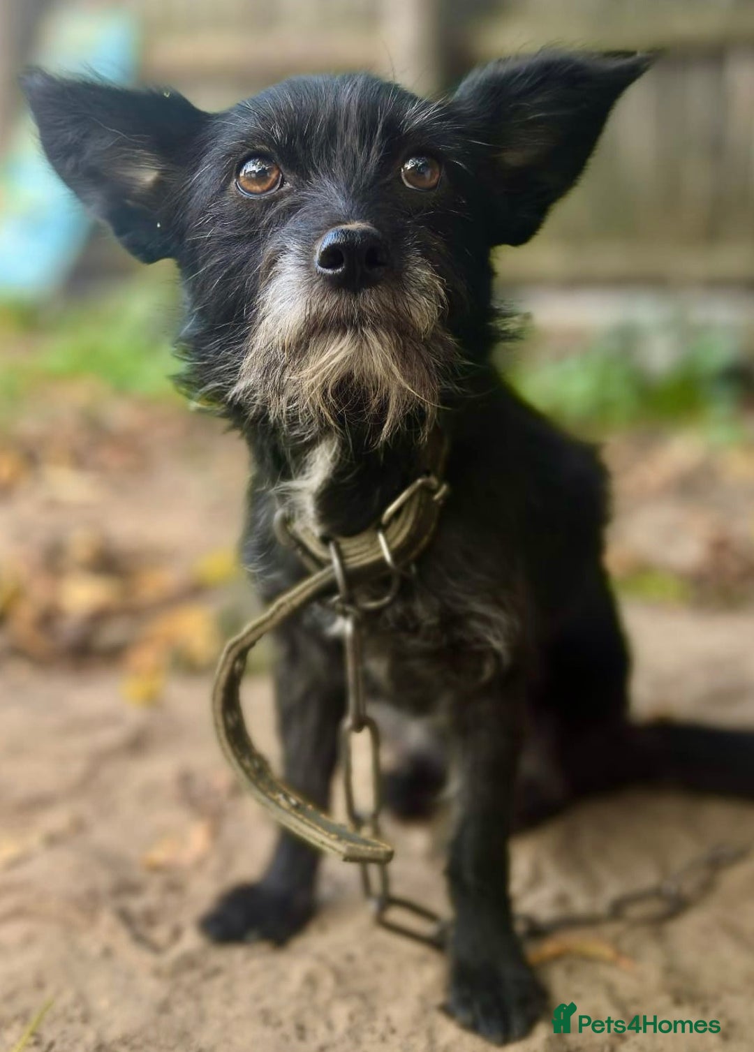 Norfolk Terrier dogs for adoption: KNOPA – Female Norfolk Terrier - Advert 3