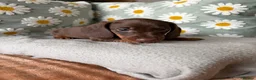 Miniature Dachshund dogs for sale: Puppies  - Advert 4