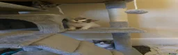American Shorthair cats for sale: 7 beautiful kittens looking for forever homes  - Advert 5