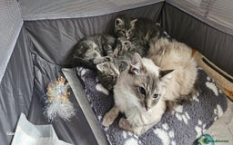 Ragdoll cats for sale: Ragdoll cross British kittens - Image 14