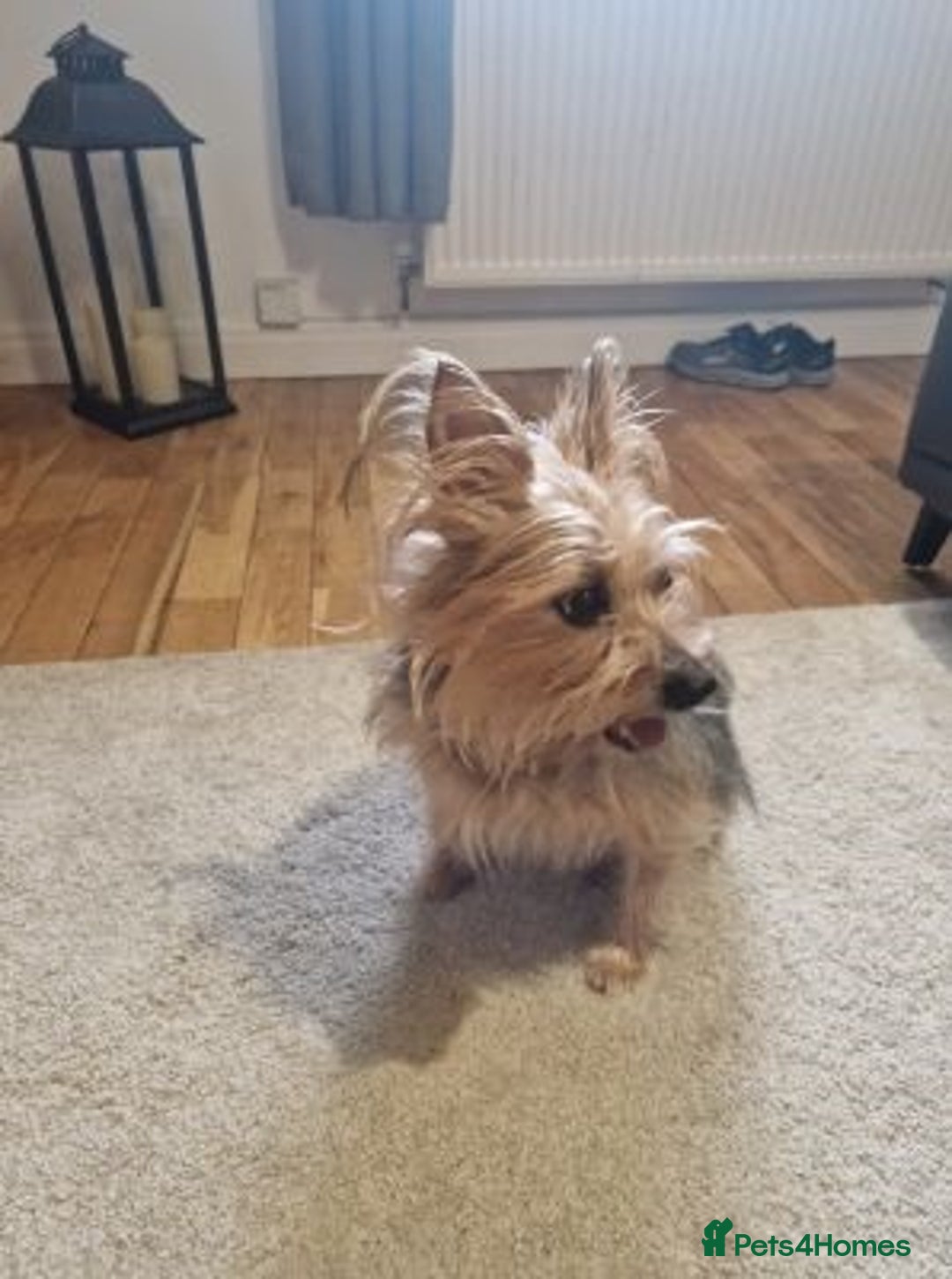 Yorkshire Terrier dogs for sale: Adorable Yorkshire terrier dog - Advert 1