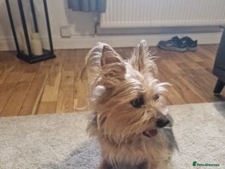 Yorkshire Terrier dogs Adorable Yorkshire terrier dog - Advert 1