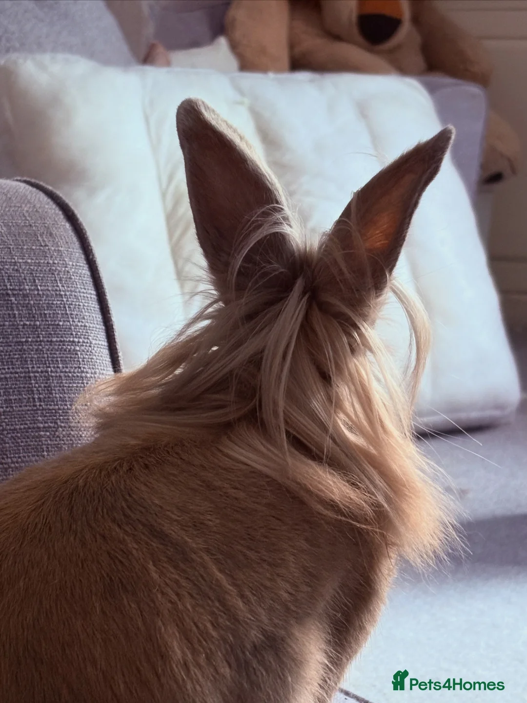 Lionhead rabbits for sale: Bowser the lion hesd in Huntingdon - Advert 2