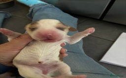 Cocker Spaniel dogs for sale: Show cocker spaniels - both parents family pets  - Image 16