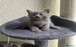 Scottish Fold cats for sale: Beautiful Scottish folds and straights kittens🎀 - Image 25