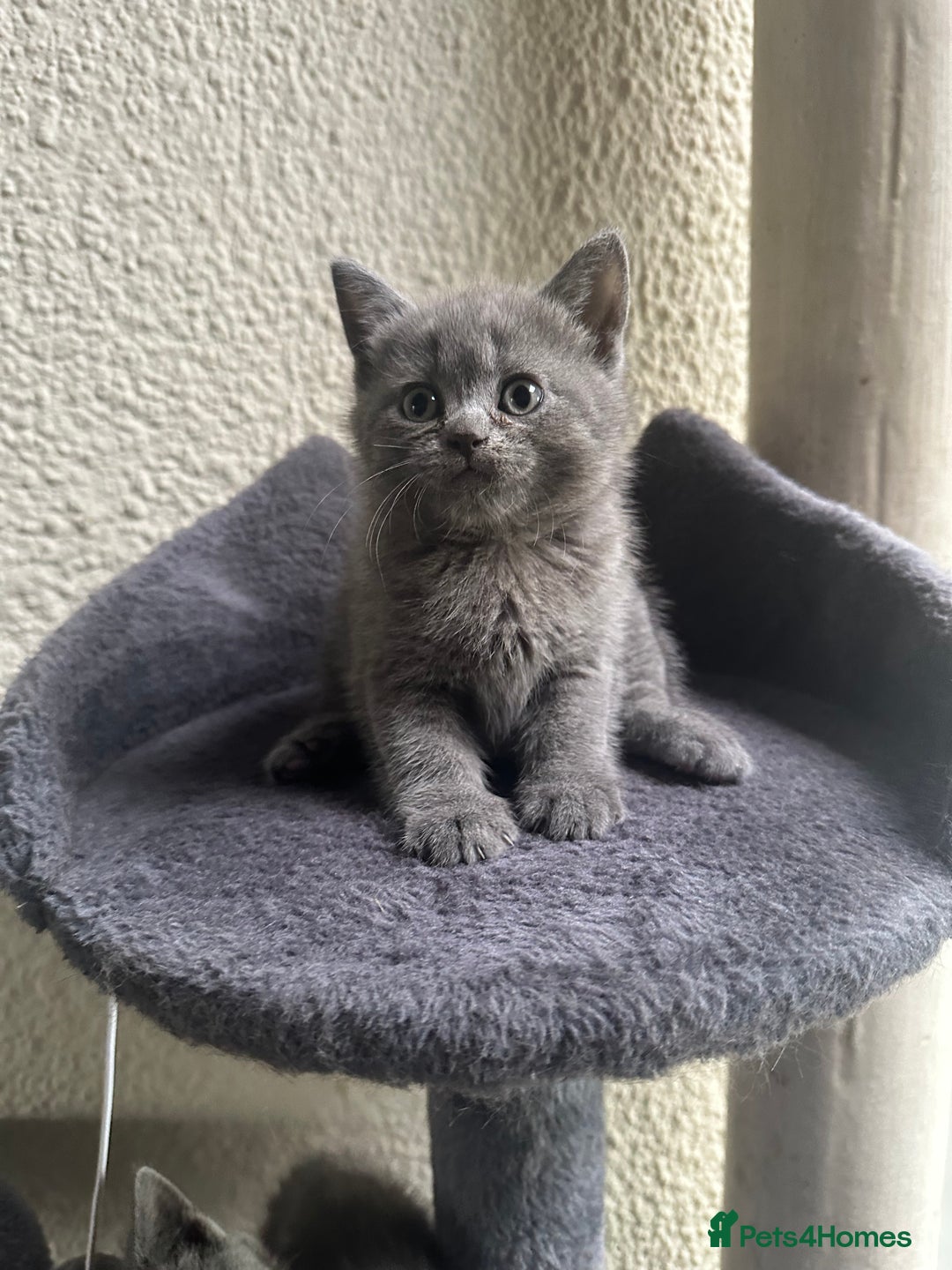 Scottish Fold cats for sale: Beautiful Scottish folds and straights kittens🎀 - Image 25