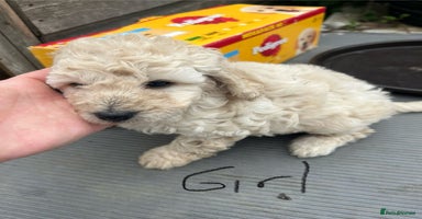 Cockapoo dogs - Advert 4