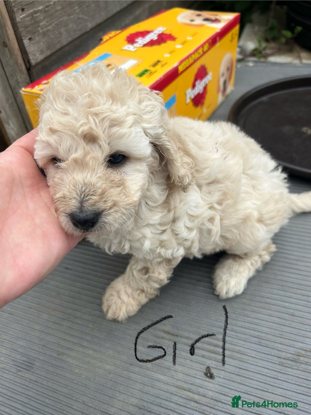 Cockapoo dogs for sale: Cockapoo F1B puppy’s  - Image 3
