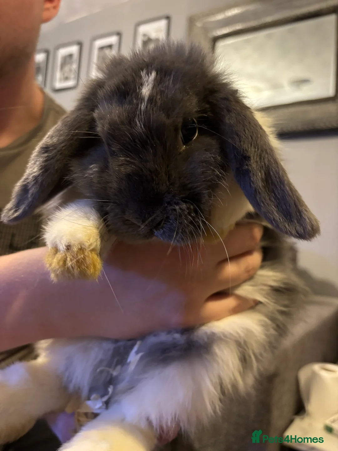 Mini Lop rabbits for sale: Litter of mini lops  - Advert 3