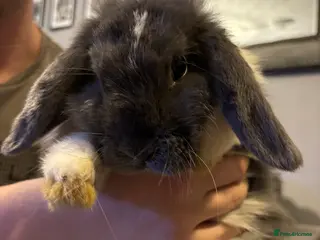 Mini Lop rabbits Only 2 left! - Advert 10