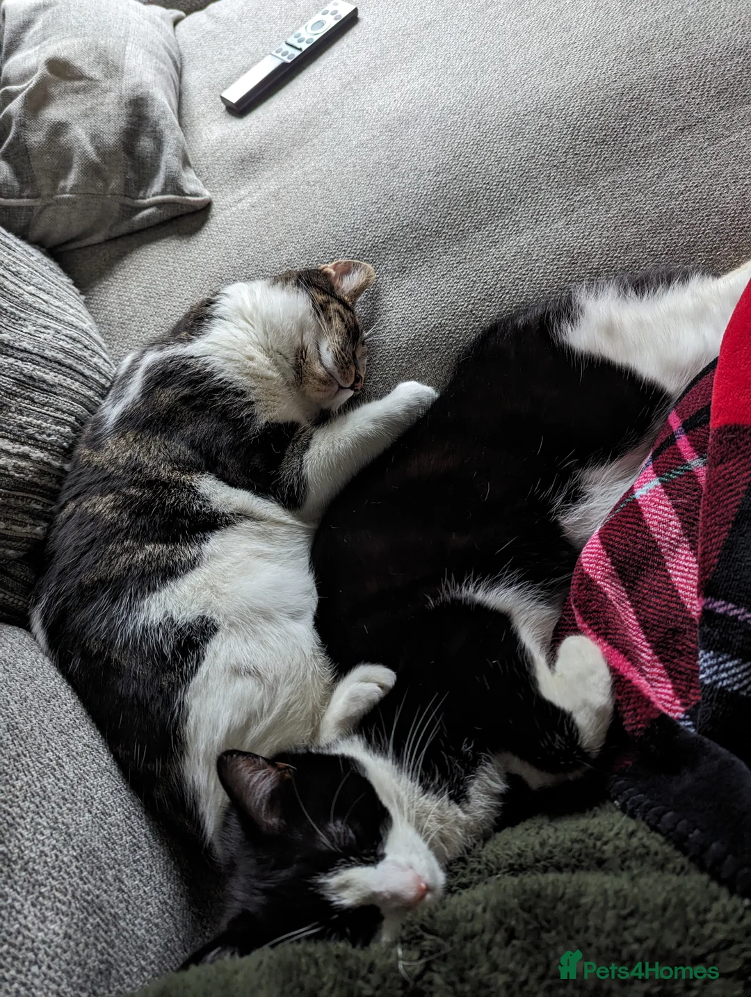 Mixed Breed cats for sale: Brother and Sister Packed  in Nottingham - Advert 7