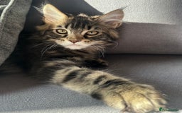 Maine Coon cats for sale: TICA registered Maine Coon kittens  - Image 12
