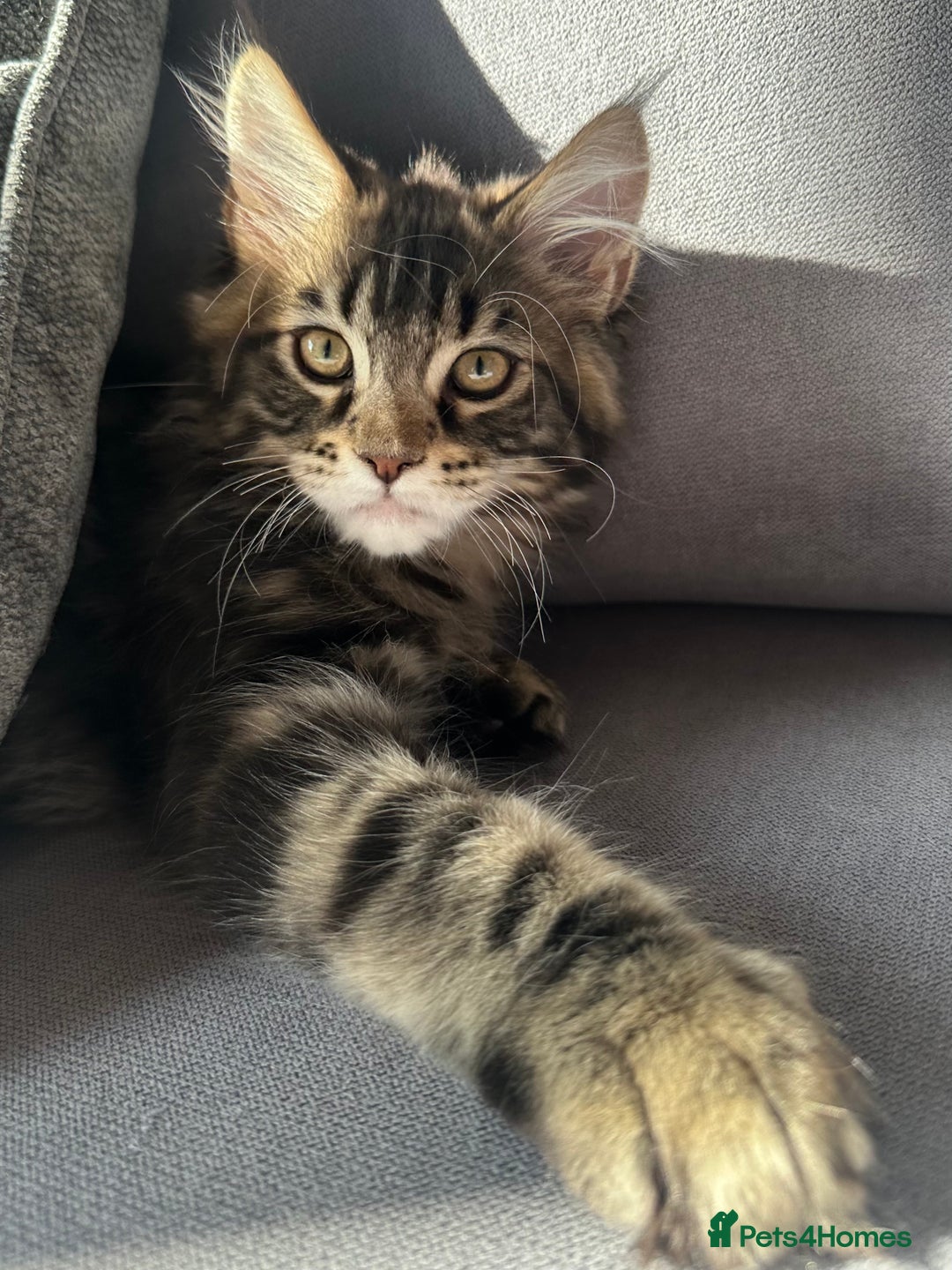 Maine Coon cats for sale: TICA registered Maine Coon kittens  - Image 12