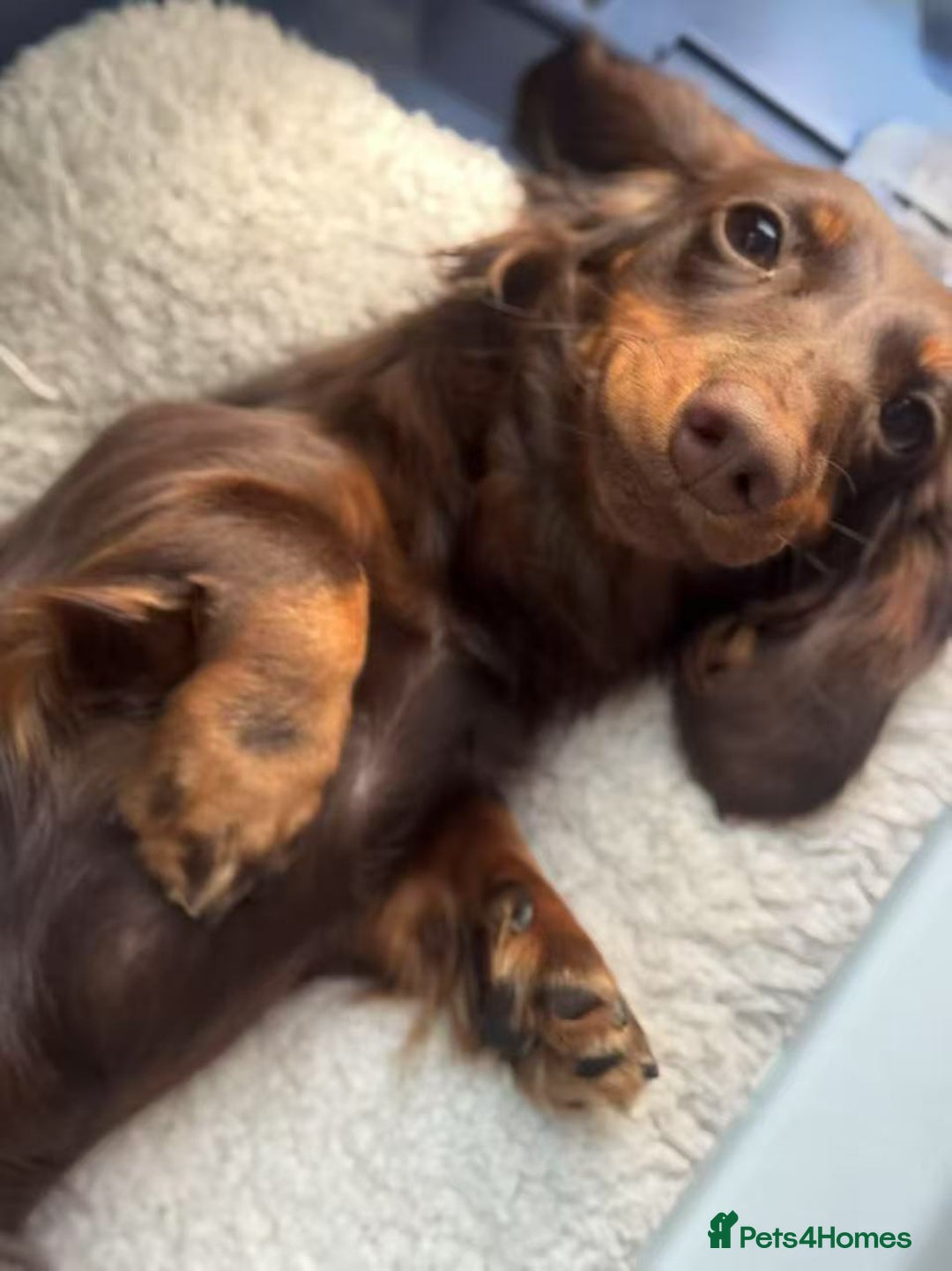 Miniature Dachshund dogs for sale: Long Hair Miniature Dachshund - Chocolate & Tan - Advert 3