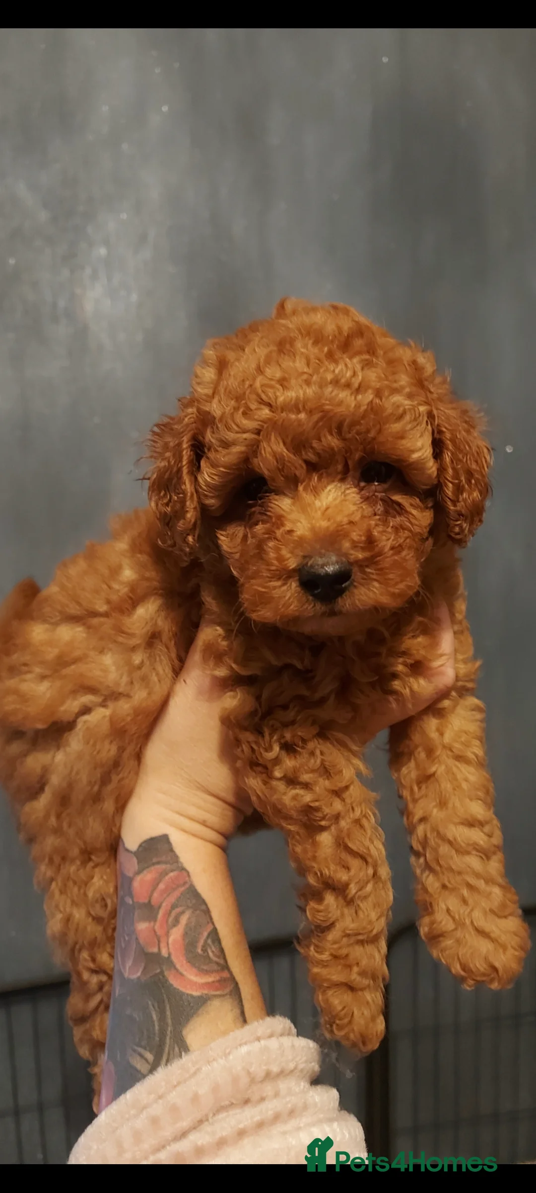 Toy Poodle dogs for stud: *Red Toy Stud Dog, KC Reg'd & DNA Tested Clear* in Leyland - Advert 18