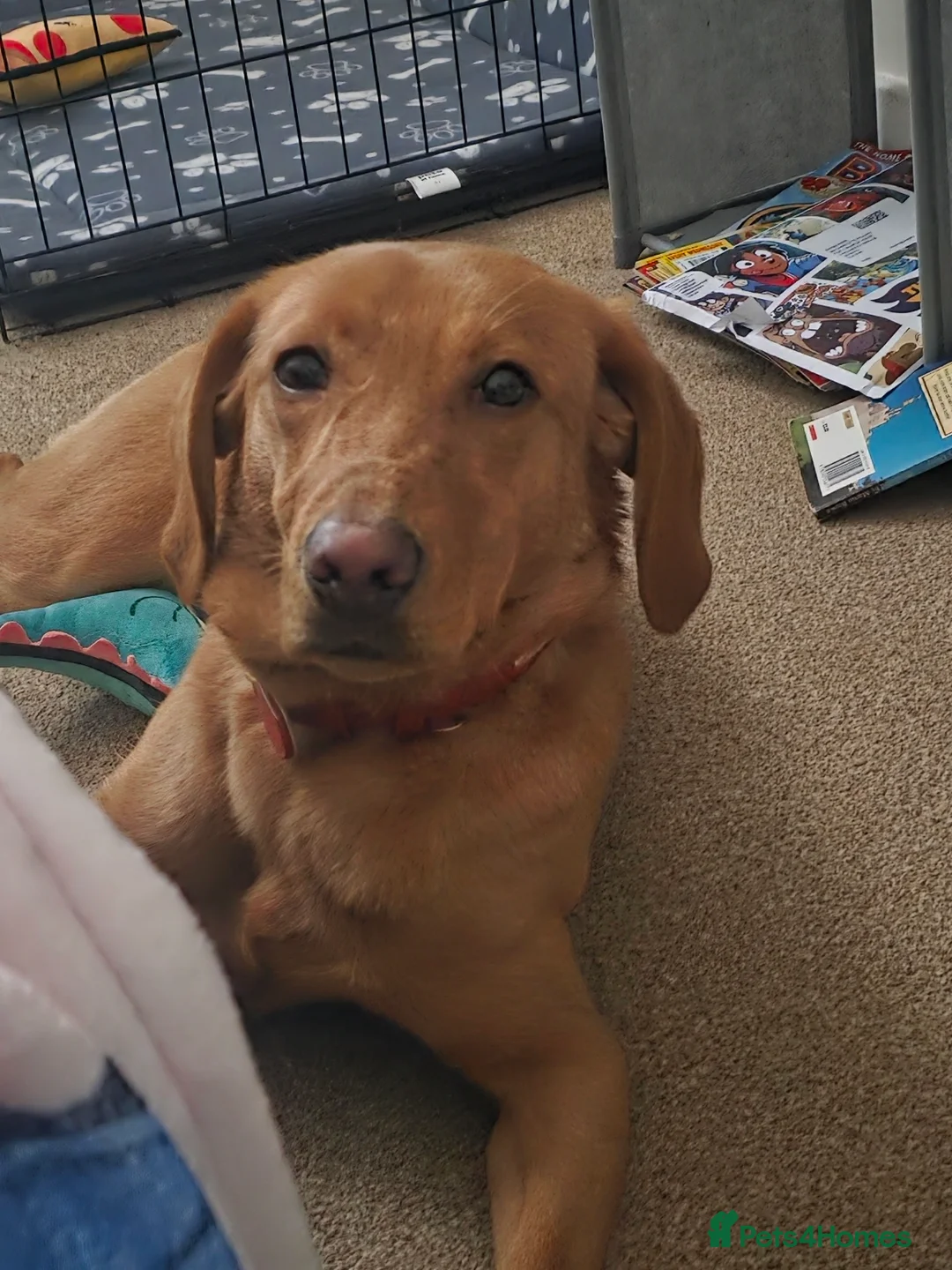 Labrador Retriever dogs for sale: Fox Red Labrador - Advert 1