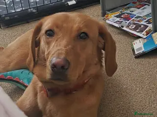 Labrador Retriever dogs Fox Red Labrador - Advert 1