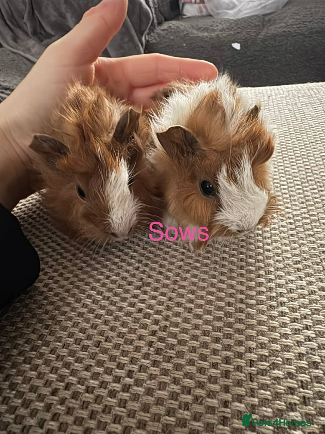 Guinea Pig rodents for sale: Adult and baby guinea pigs - Advert 19