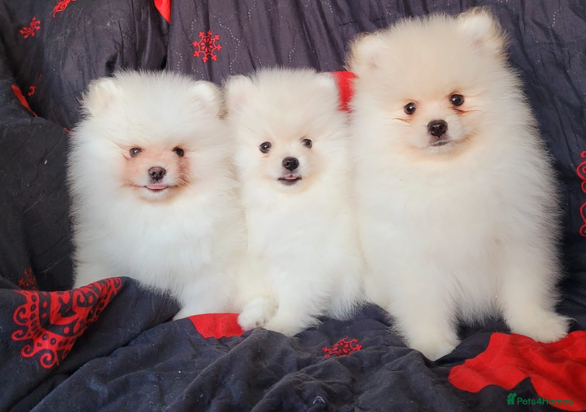 Pomeranian dogs 🔥Fluffy pomeranian male puppies for sale. KC reg. - Advert 8