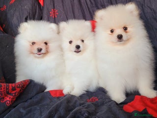 Pomeranian dogs 🔥Fluffy pomeranian male puppies for sale. KC reg. - Advert 1