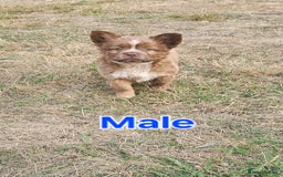 Mixed Breed dogs for sale: Chocolate frenchie X Chow carrying pink  - Image 5