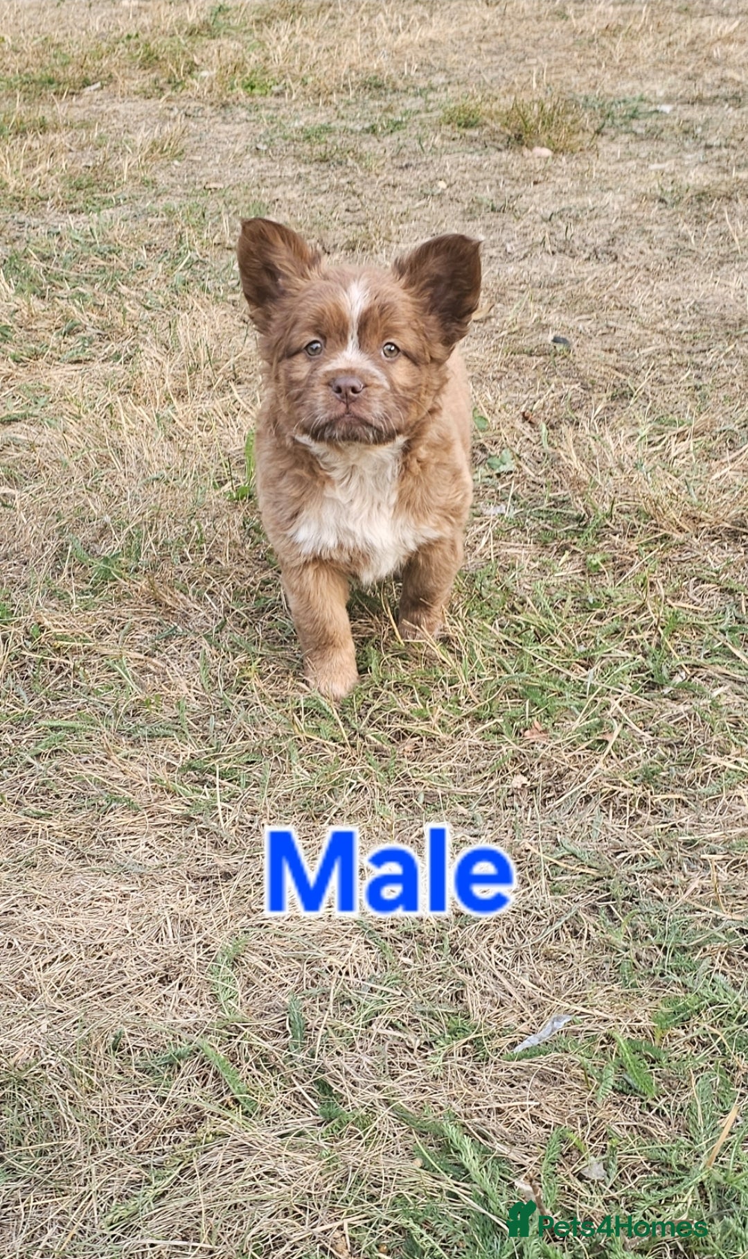 Mixed Breed dogs for sale: Chocolate frenchie X Chow carrying pink  - Image 5
