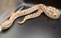 Snake reptiles for sale: 2.3 Adult Hognose Breeding Group (Mixed Morphs) - Image 5