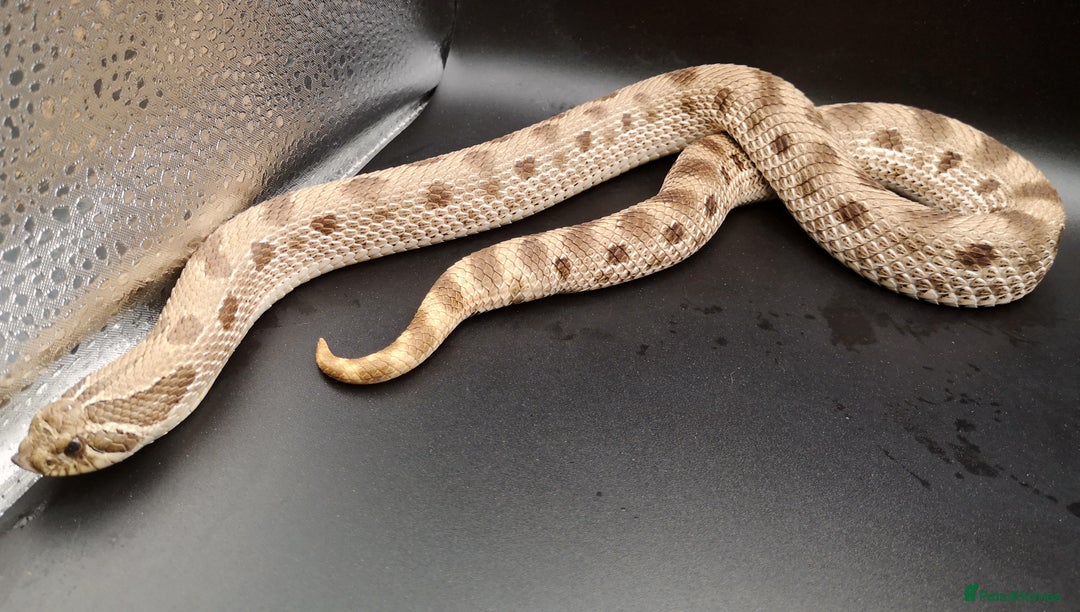 Snake reptiles for sale: 2.3 Adult Hognose Breeding Group (Mixed Morphs) - Image 5
