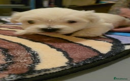 Maltese dogs for sale: Adorable Maltese puppies - Image 6