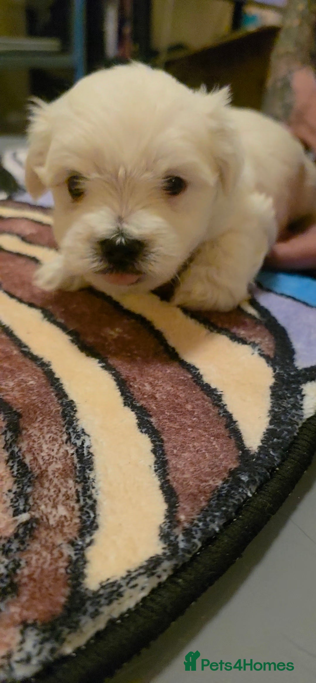 Maltese dogs for sale: Adorable Maltese puppies - Image 6