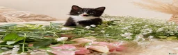 Mixed Breed cats for sale: Beautiful Kittens Looking for Loving Forever Homes - Advert 3