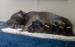 Staffordshire Bull Terrier dogs for sale: Floyd & Sky - Advert 14