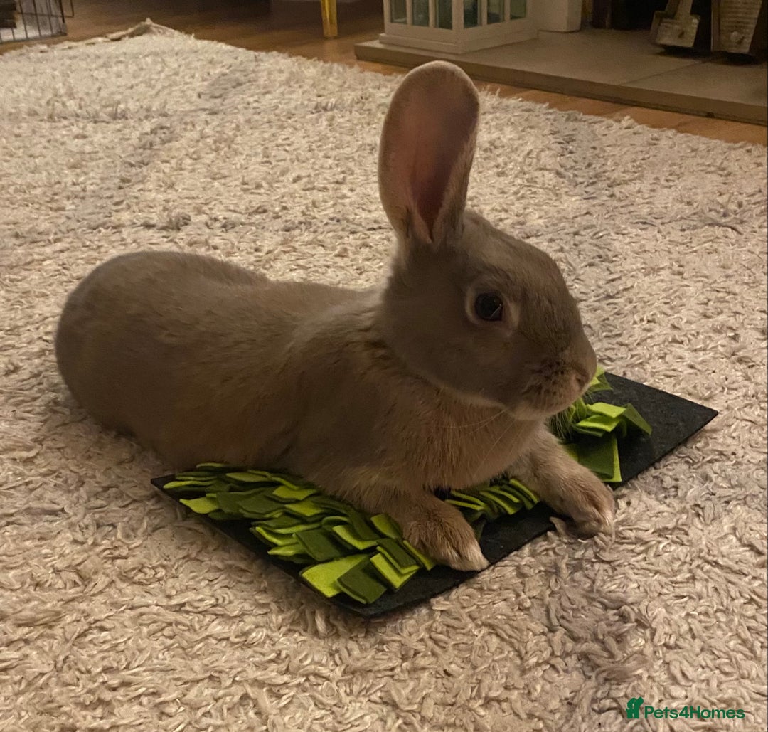 Mixed Breed rabbits for sale: Looking for forever home! - Advert 1