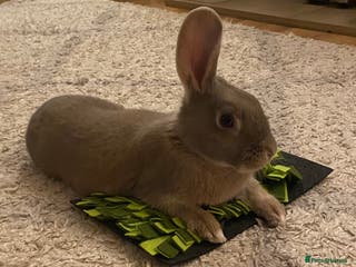 Mixed Breed rabbits Looking for forever home! - Advert 2